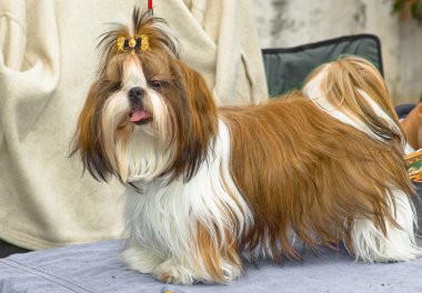 Shih Tzu