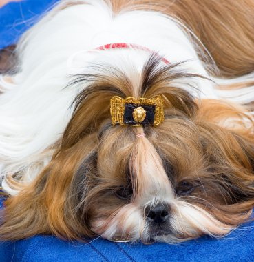 Shih Tzu