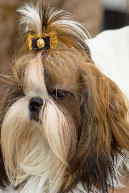 Shih Tzu