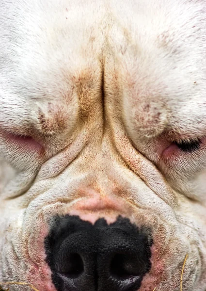 Amerikai bulldog portréja — Stock Fotó