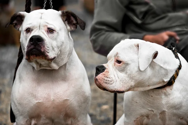 Twee grappige Amerikaanse bulldogs — Stockfoto
