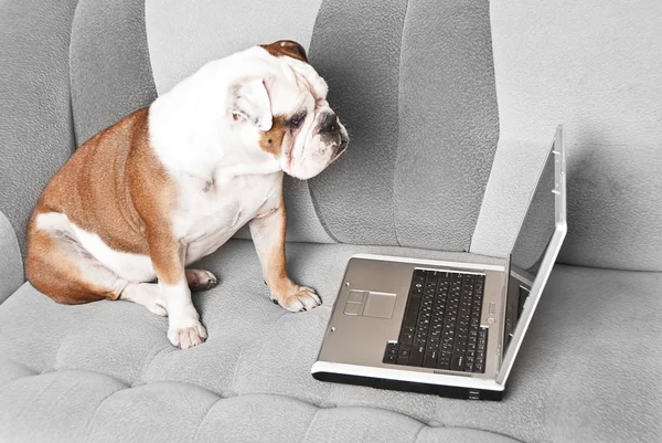 Engels bulldog met laptop — Stockfoto