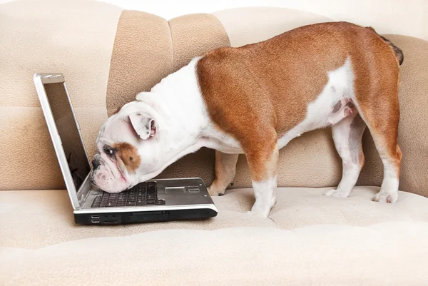 Engelsk Bulldogg med bärbar dator — Stockfoto