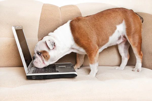 English bulldog with notebook — Stock Photo, Image