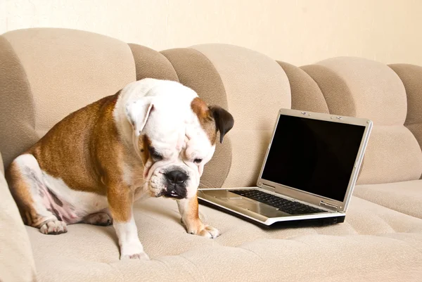 Engels bulldog met laptop — Stockfoto