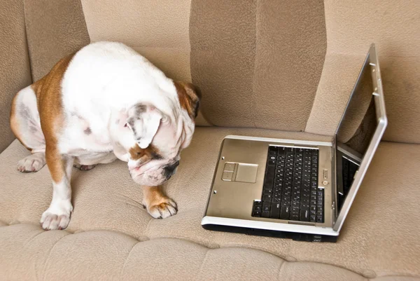 Engelsk Bulldogg med bärbar dator — Stockfoto