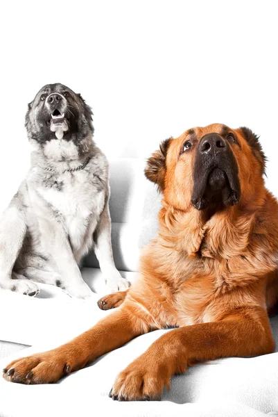 Cão pastor caucasiano — Fotografia de Stock