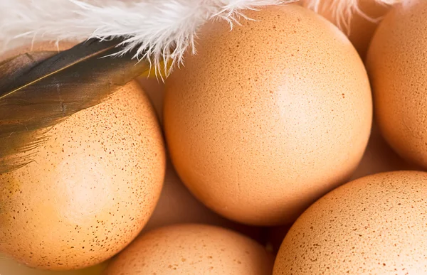 Яйца и перо — стоковое фото