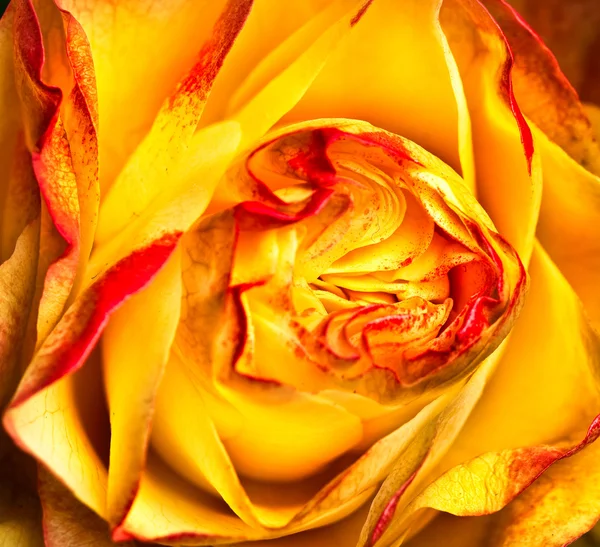 Żółto czerwona róża — Zdjęcie stockowe