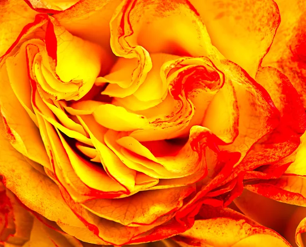 Κίτρινο-κόκκινο τριαντάφυλλο — Φωτογραφία Αρχείου