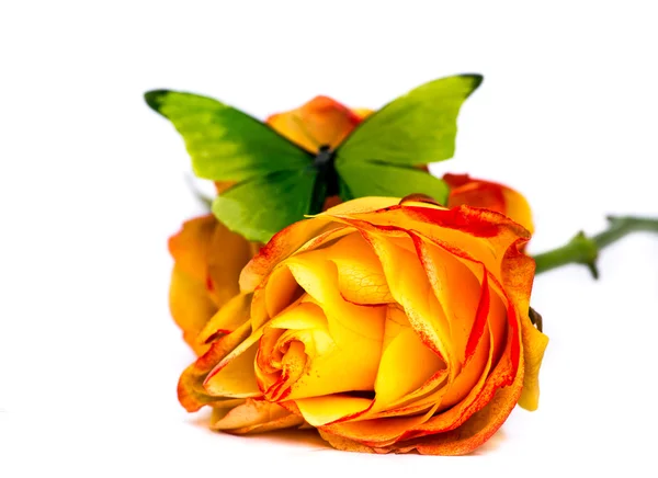 Růže a motýl — Stock fotografie