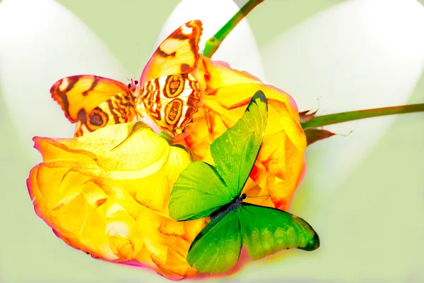 Rose et papillon — Photo