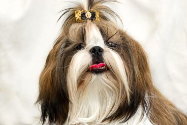 Shih Tzu dog clipart