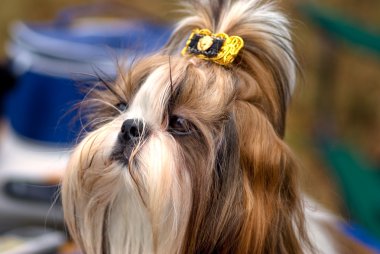 Shih tzu köpek