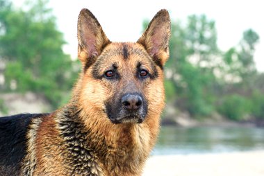 Alman çoban köpeği