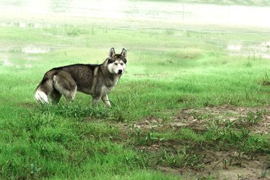 Husky köpek