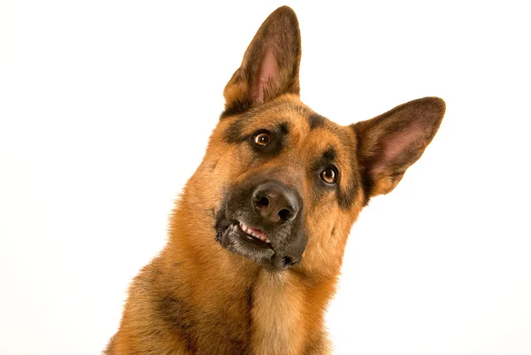 Hyrdehund - Stock-foto