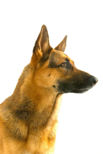 Shepherd dog — Stock Photo, Image