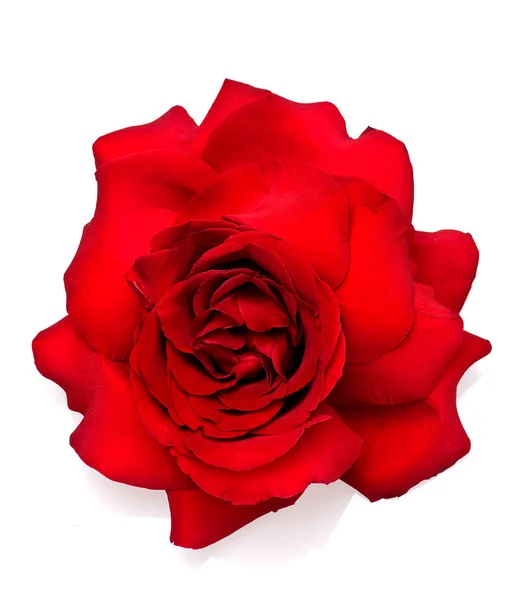 Růže bud — Stock fotografie