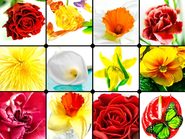 カラフルな花のコラージュ — ストック写真