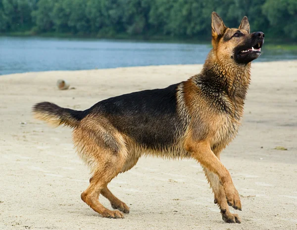 German shepherd — Stock Photo, Image