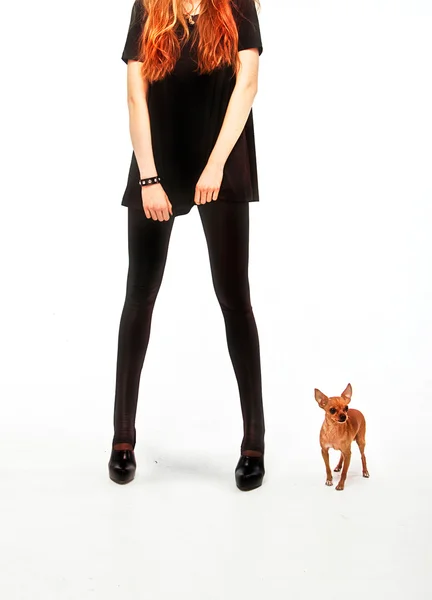 Girl with toy terrier dog — Stock Photo, Image