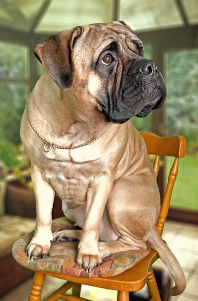 Bullmastiff cão — Fotografia de Stock