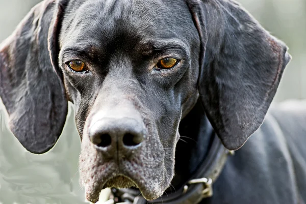 Retrato de um cão ponteiro — Fotografia de Stock