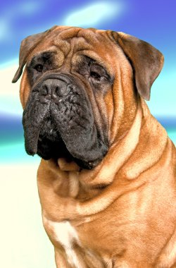 Bullmastiff dog clipart