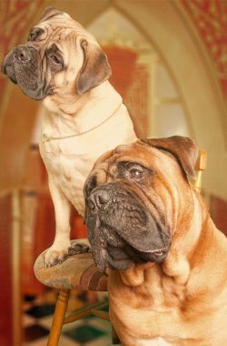 Two funny looking bullmastiffs clipart