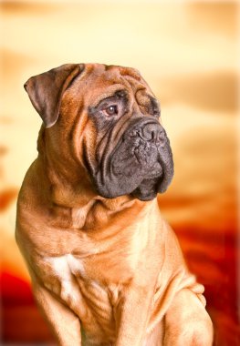 Bullmastiff