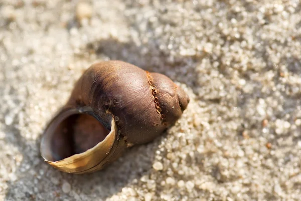 Seashell on sandy beach — Stock Photo, Image