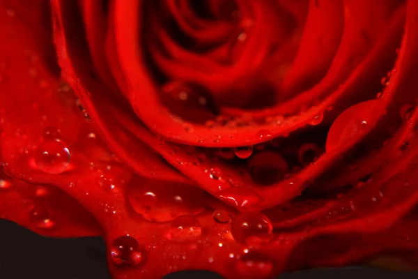 Gros plan Rose rouge — Photo