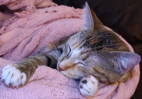 Ένα χαριτωμένο γατάκι ύπνου — Φωτογραφία Αρχείου