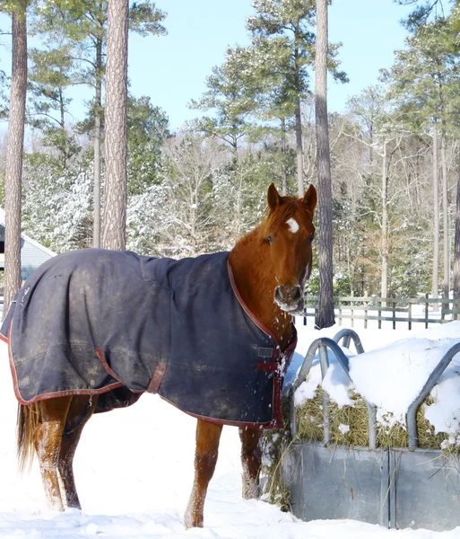 Um cavalo em um campo coberto de neve — Fotografia de Stock