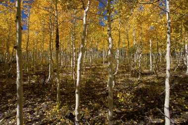 Aspens Güz