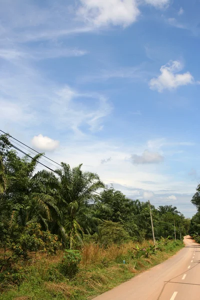 stock image Palm trees, road & sky.