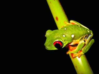 Red eye tree frog clipart