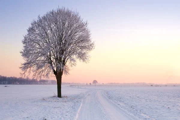 Lone standing sunset winter tree — Stock Photo, Image