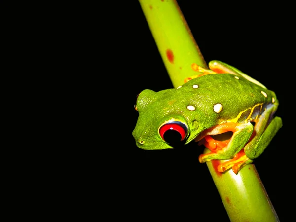 红眼树蛙 — 图库照片#