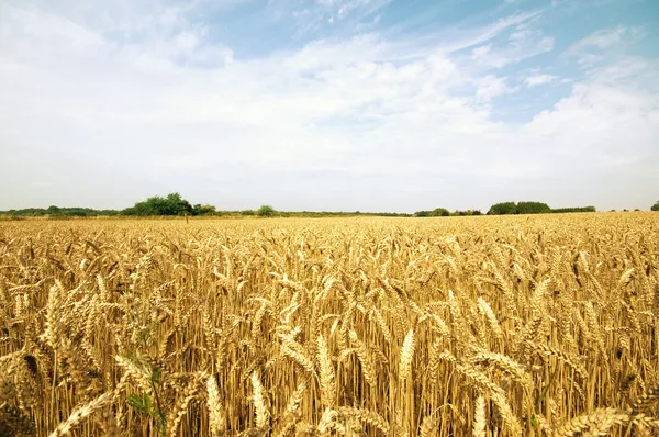 Zomer landbouw hooi veld — Stockfoto