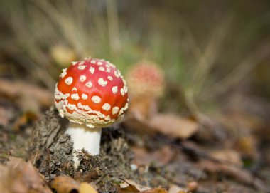 sinek agaric sonbahar sahne