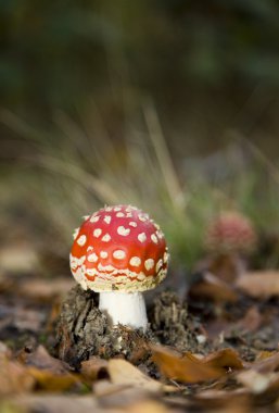 sinek agaric sonbahar sahne