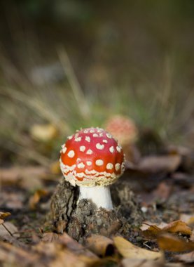 sinek agaric sonbahar sahne