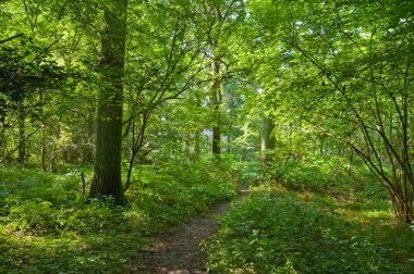 parlak güneşli forrest