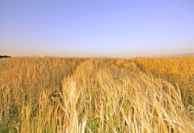 Summer hay field clipart