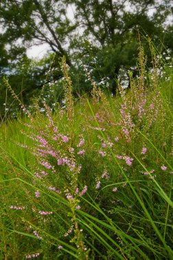 Blooming heather