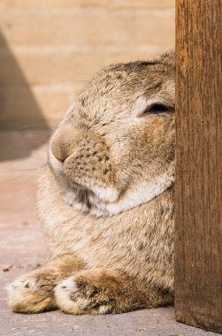Resting rabbit clipart