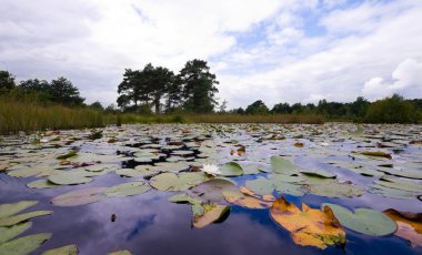 Lily pond