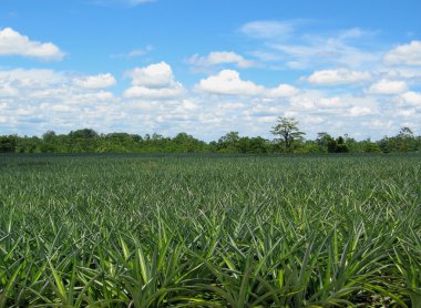 Pineappple field clipart